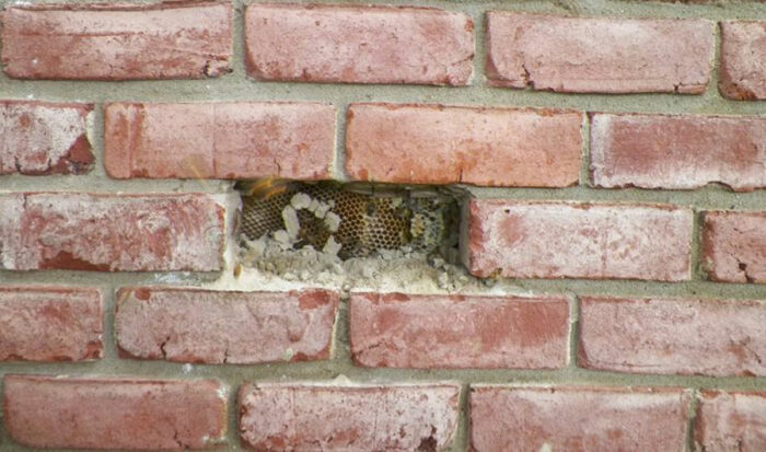 bee hive in wall