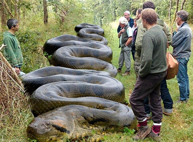 great snake next to people
