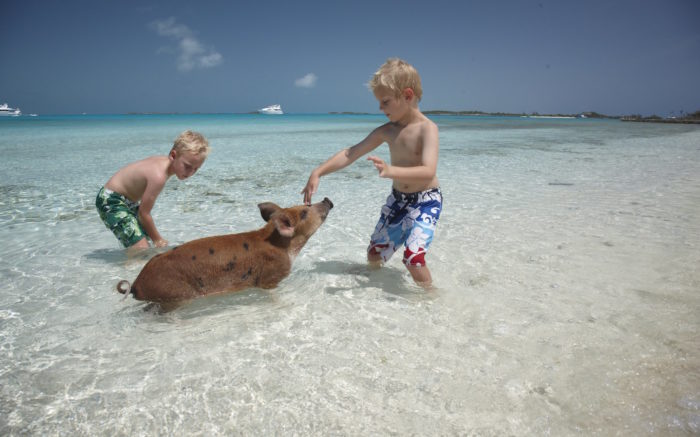 Kids playing with pigs on beach in Bahamas
