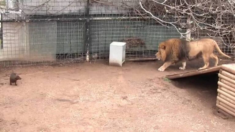 人們在獅籠裡放了一隻狗，發生了奇妙的事