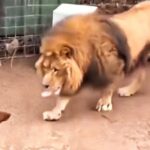 Cane lasciato nella gabbia di un leone: quello che è successo dopo ha scioccato tutti
