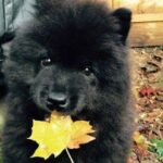 Pies bawiący się liściem