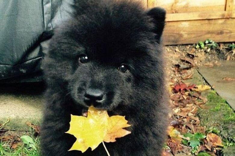 Pies bawiący się liściem
