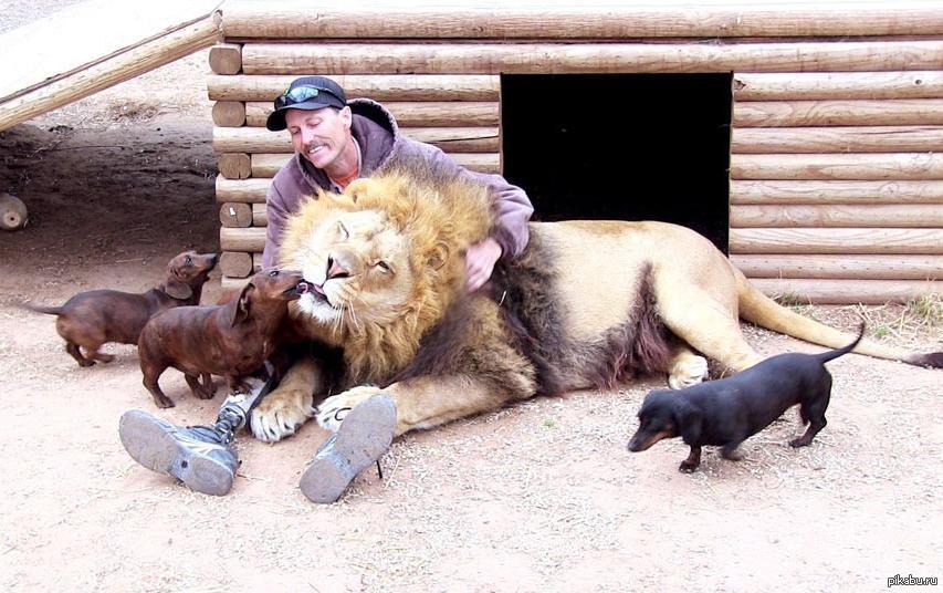 John Reinke com o leão e os cães