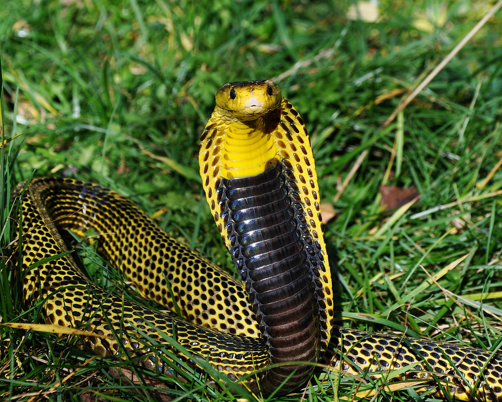 Philippine-Cobra