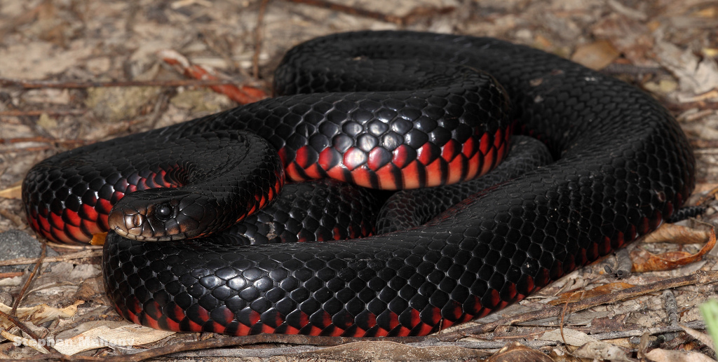 Red bellied black snake