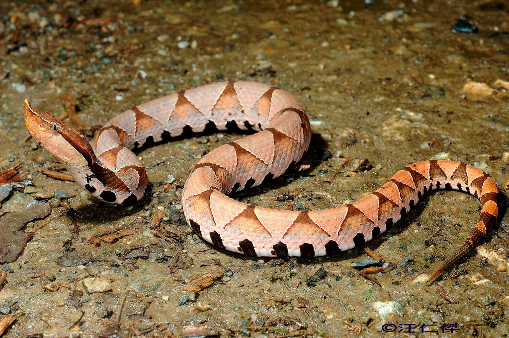 Sharp-nosed-pit-viper