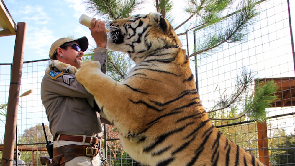 Joe Exotic alimentando um tigre no zoológico