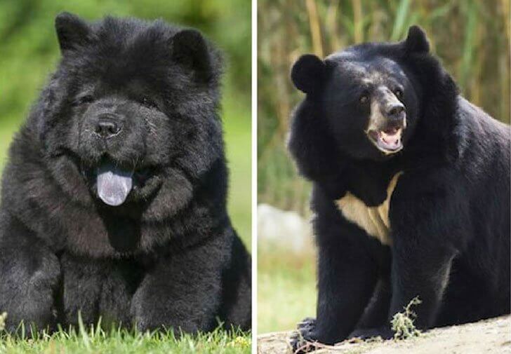 Comparação de um cão e um urso