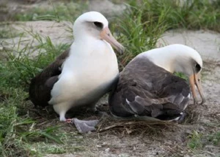 Albatross is the oldest seabird