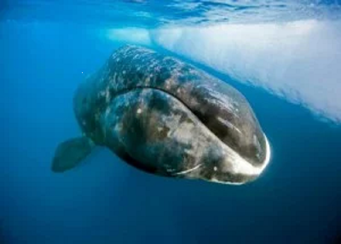 Bowhead the 200 year old whale