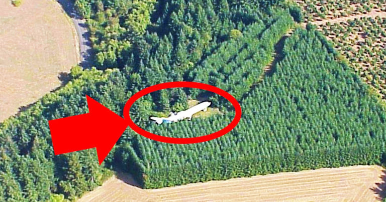 Mężczyzna znalazł w lesie samolot – kiedy do niego podszedł, śmiertelnie się przestraszył!