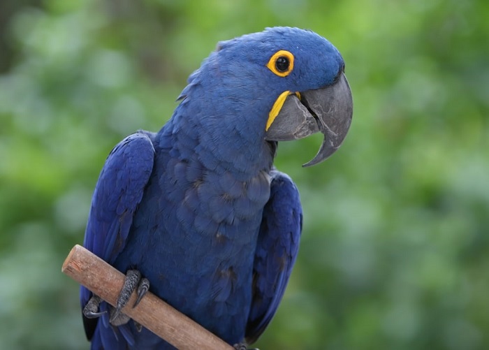 The oldest Macaw in the world