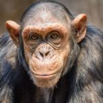 The oldest chimpanzee in the world