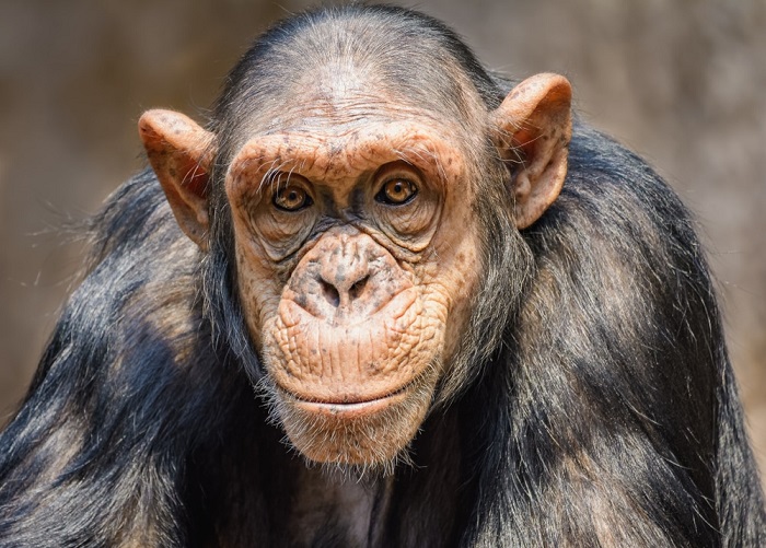 The oldest chimpanzee in the world