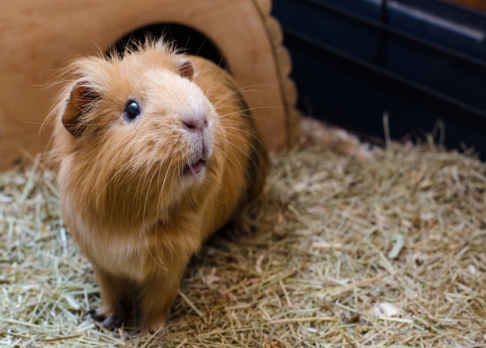 The oldest guinea pig in the world