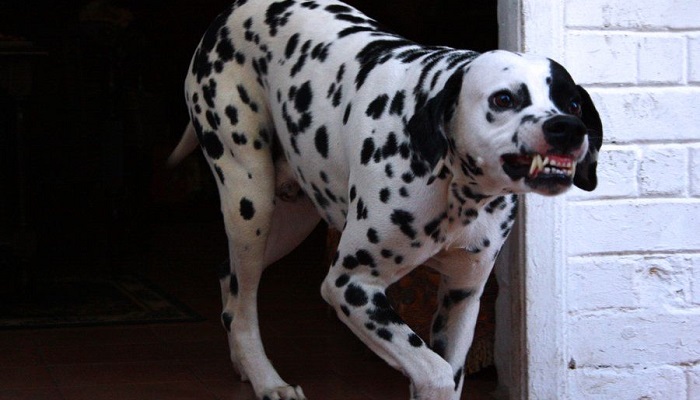 This image has an empty alt attribute; its file name is dalmatian.jpg