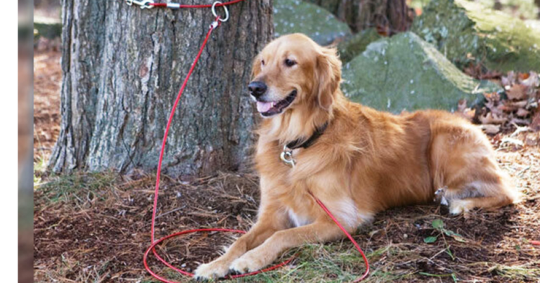 Γυναίκα Βρήκε Ένα Δεμένο Σκύλο Στο Δάσος – Είχε Έναν Αριθμό Πάνω Του…