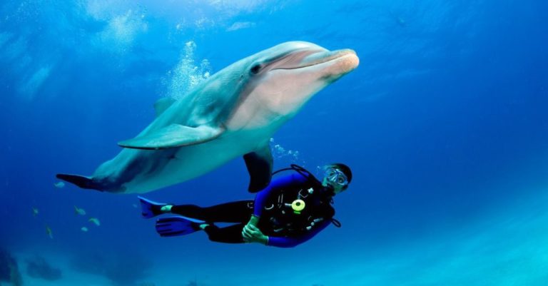 A diver didn’t understand what the dolphin wanted until it grabbed his hand.