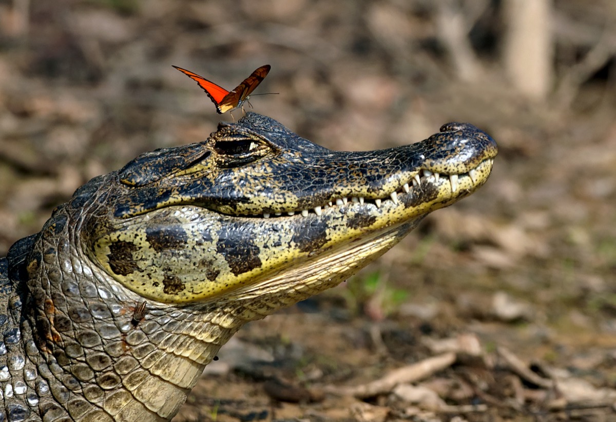 Crocodile with a butterfly on the top of its head