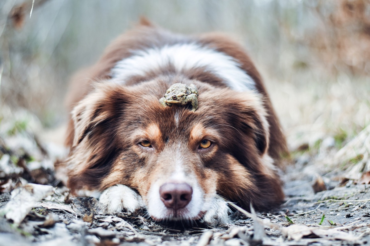 Dog with frog on head