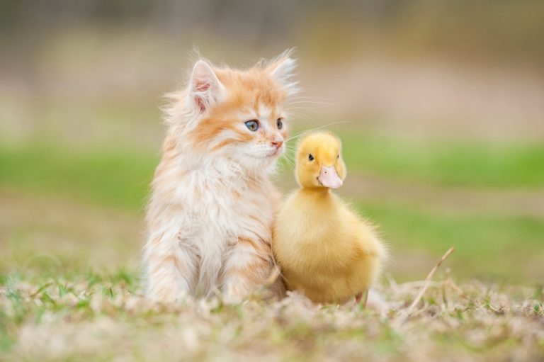 Kitten and baby chick