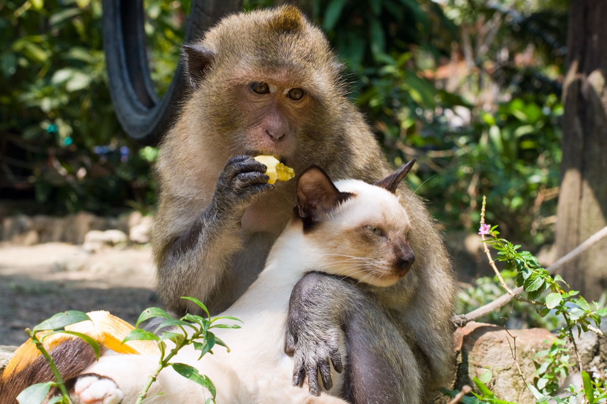 Monkey hugging lounging cat
