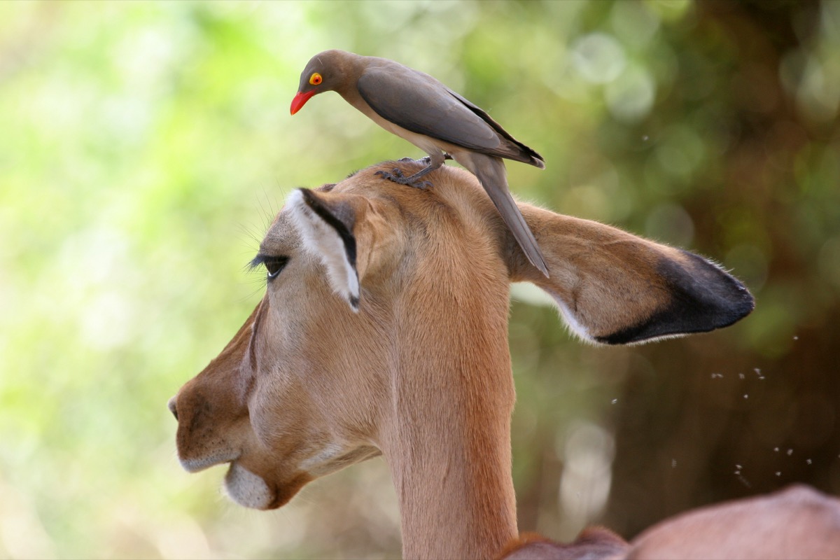 Oxpecker on antelope's head