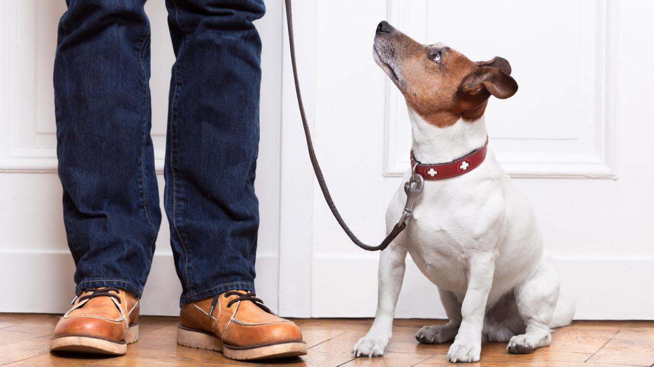 Passeggiate con il cane: cosa dice la legge? | Altroconsumo