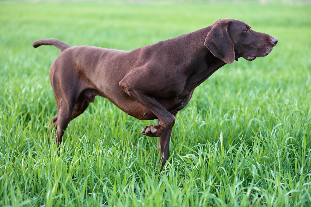 Quali sono le razze di cani da caccia? - Petsblog
