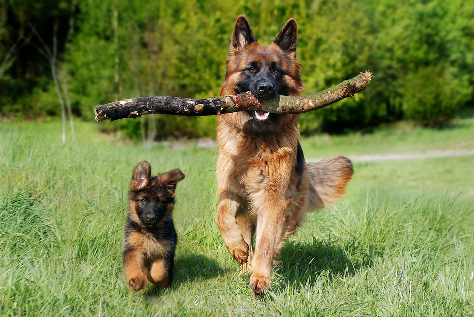 german shepherd with a stick in his mouth and a puppy