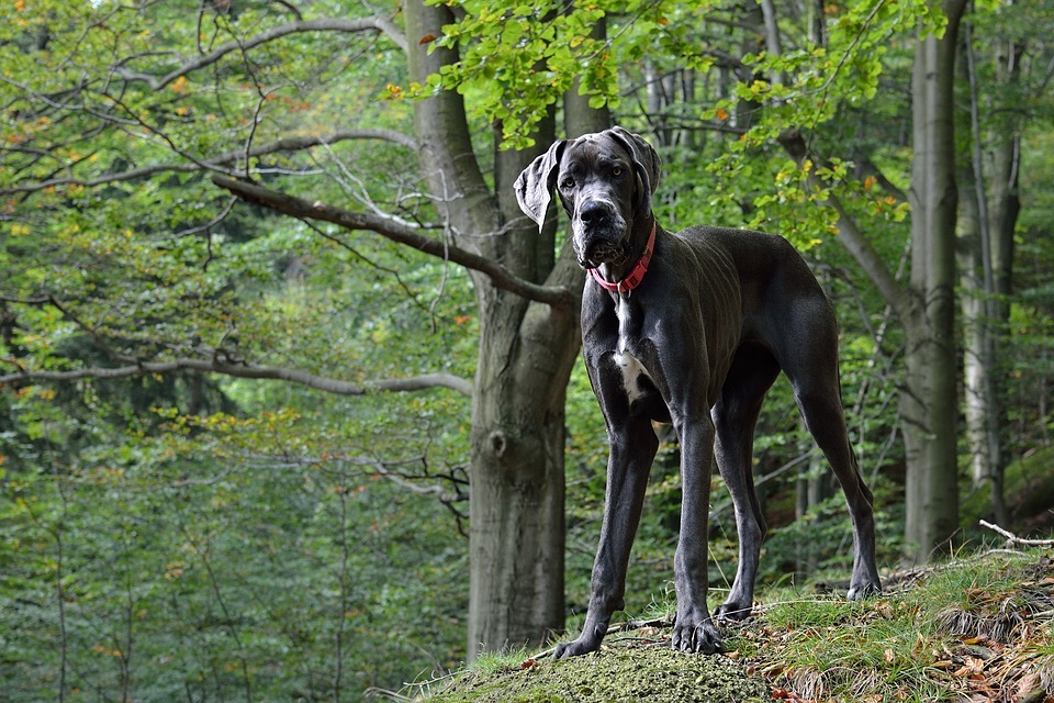 great dane in the forest