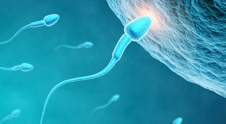 Espermatozoide fecundado un ovulo