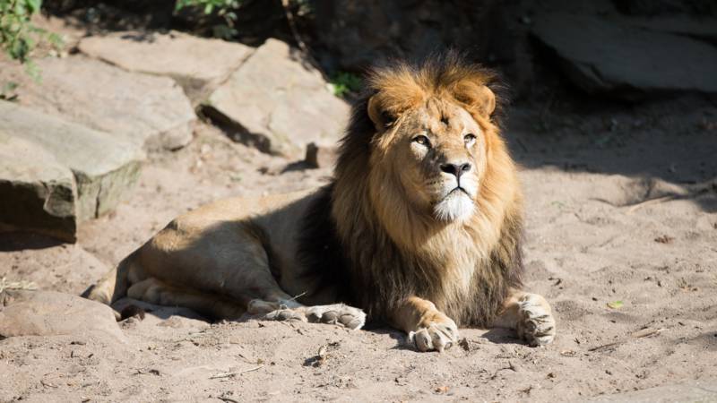 lion sitting near rocks
