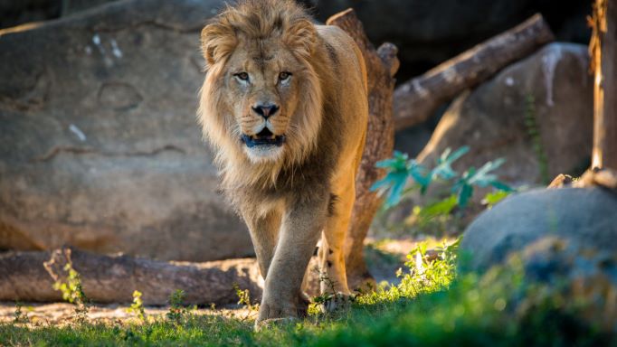 lion walking