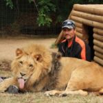 lion with zookeeper near a cage