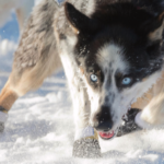 husky dog in the snow