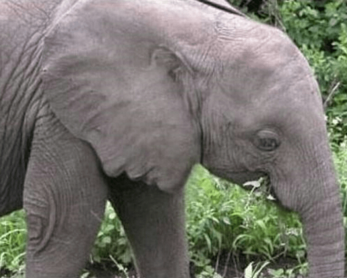 Elephant ears