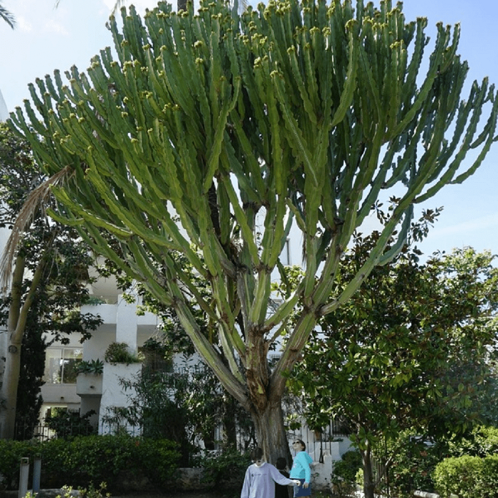 The cactus that became a tree