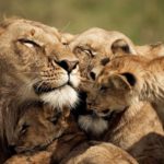 Ketika sebuah keluarga singa menemukan rubah yang terluka: Hal paling tidak disangka terjadi