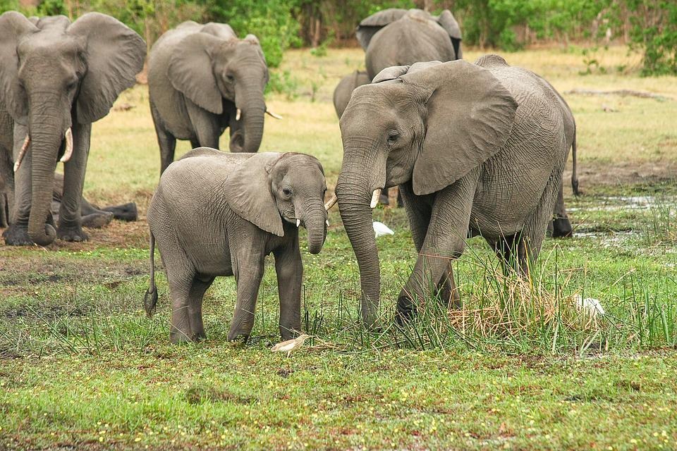 Manada de elefantes
