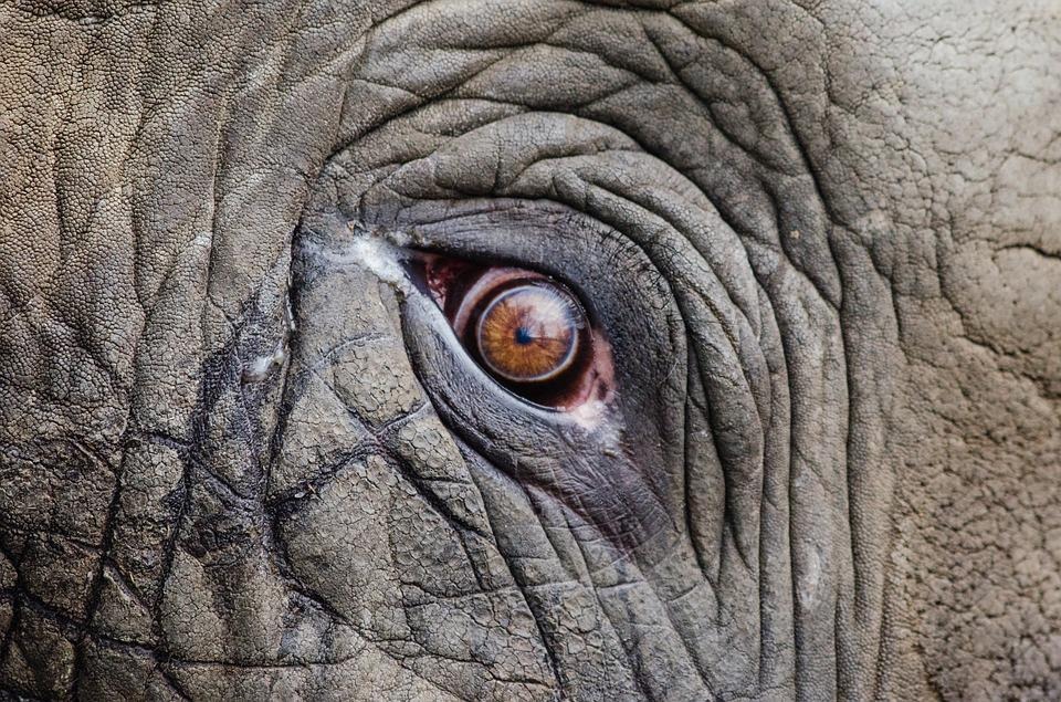 Ojo de un elefante