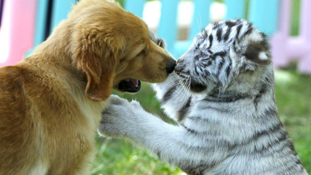 dog with tiger