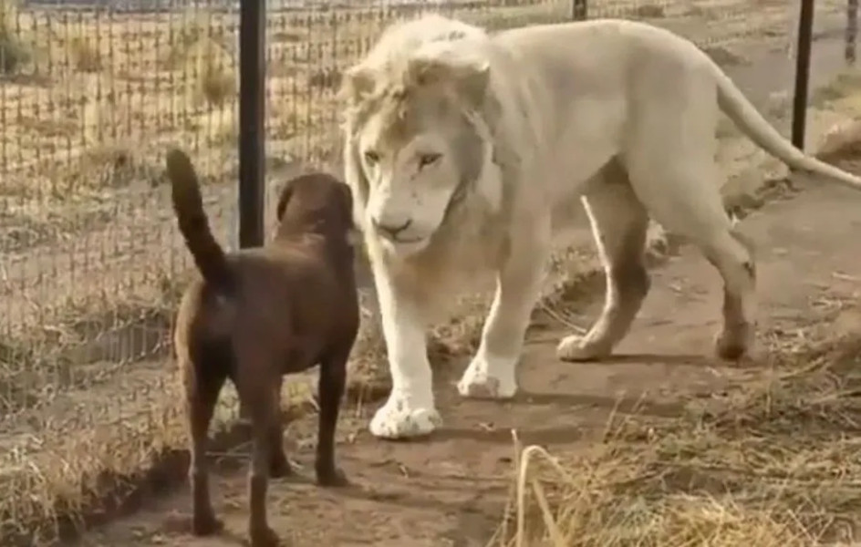 lion and dog
