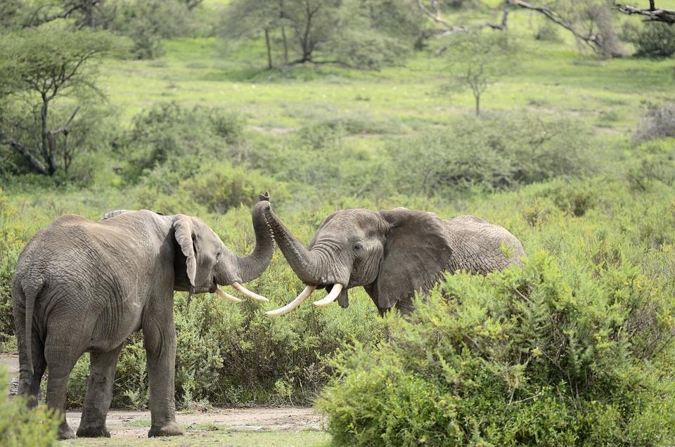 Dos elefantes tocándose las trompas