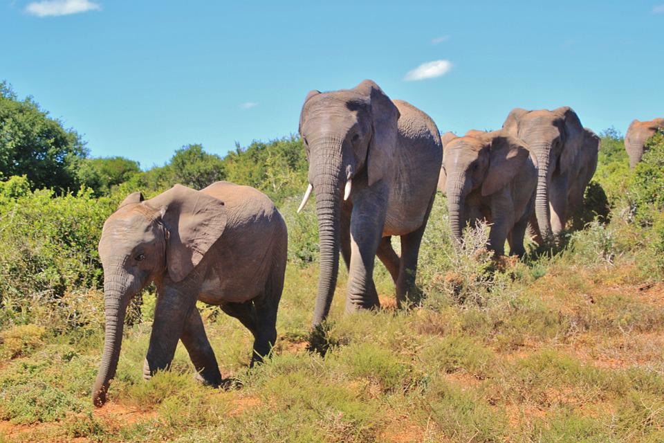 Elefantes caminando en fila