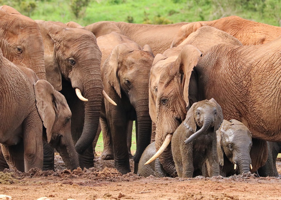Varios elefantes juntos