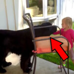 5살 소녀가 정원에서 거대한 개를 쓰다듬습니다 - 그녀의 반응에 주의하세요!