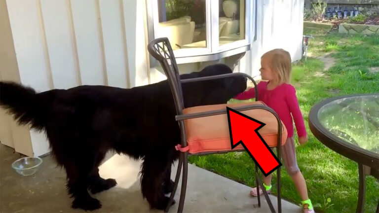 5살 소녀가 정원에서 거대한 개를 쓰다듬습니다 – 그녀의 반응에 주의하세요!