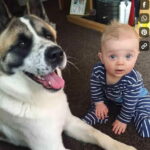 Pregnant woman and baby saved by dog